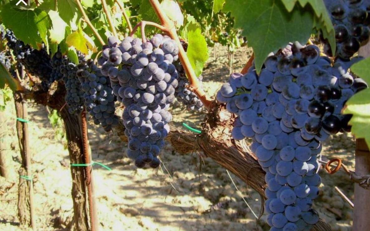 Cordella In Montalcino Wine Resort Eksteriør billede